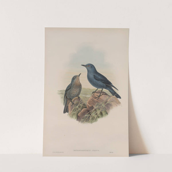 Petrocossyphus cyanus. Blue Rock-Thrush. (1862-1873) by John Gould