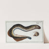 Petromizon marinus, The Lamprey. (1785-1797) by Marcus Elieser Bloch