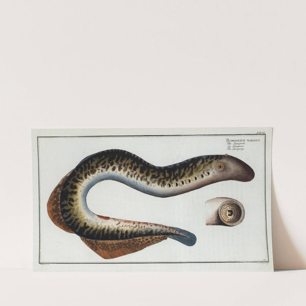 Petromizon marinus, The Lamprey. (1785-1797) by Marcus Elieser Bloch