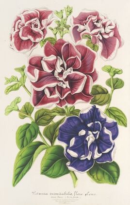 Pétunia inimitabilis (hybride), flore pleno
