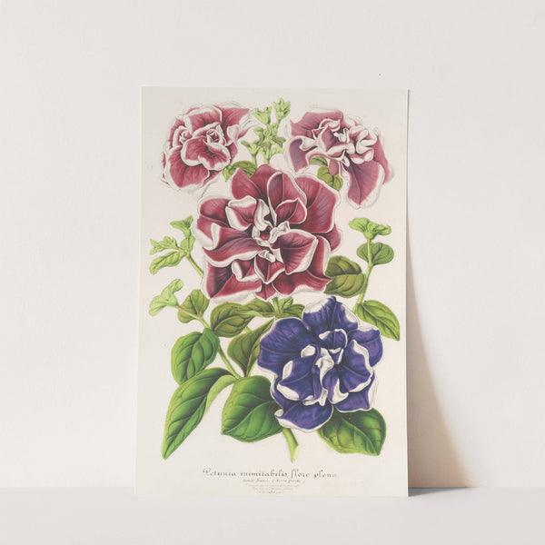 Pétunia inimitabilis (hybride), flore pleno by Charles Antoine Lemaire