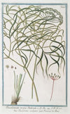 Peucedanum majus Italicum – Peucedano volgare – Fenouil de Porc. (Hog’s fennel)