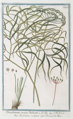 Peucedanum majus Italicum – Peucedano volgare – Fenouil de Porc. (Hog’s fennel)