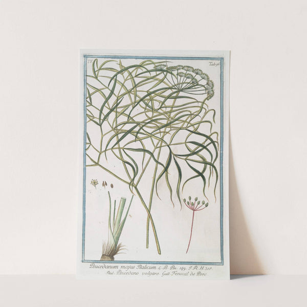 Peucedanum majus Italicum - Peucedano volgare - Fenouil de Porc. (Hog's fennel) by Giorgio Bonelli