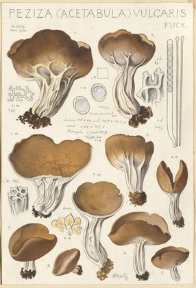Peziza (acetabula) vulgaris (1915-1945)