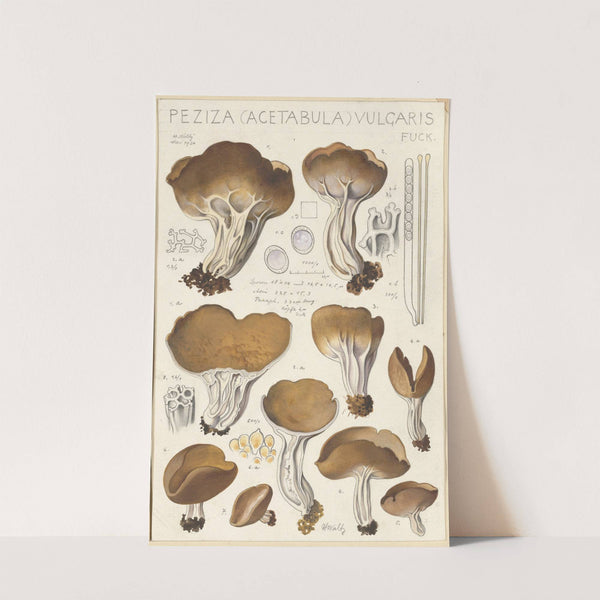 Peziza (acetabula) vulgaris (1915-1945) by Hans Walty