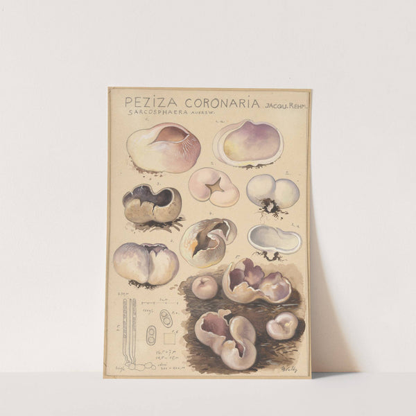 Peziza coronaria (1915-1945) by Hans Walty