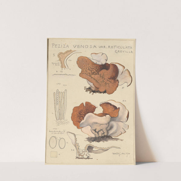 Peziza venosa var Reticulata greville (1915-1945) by Hans Walty