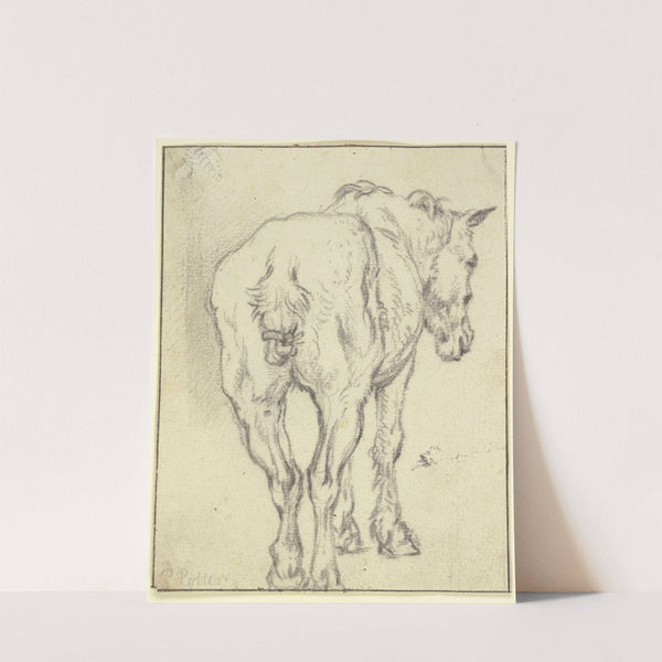 Pferd mit zusammengebundenem Schweif in Rückansicht by Paulus Potter