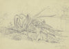 Pflanzenstudie (Agave) aus der Villa Poniatofski