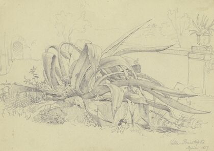 Pflanzenstudie (Agave) aus der Villa Poniatofski