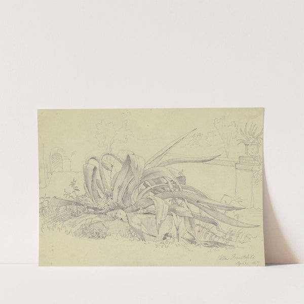 Pflanzenstudie (Agave) aus der Villa Poniatofski by Carl Morgenstern