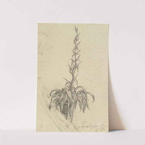 Pflanzenstudie am Ast I (1858) by Ferdinand Keller