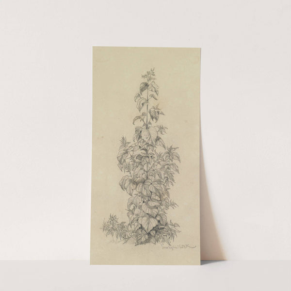 Pflanzenstudie X (schmal hochragende Pflanze) (1858) by Ferdinand Keller