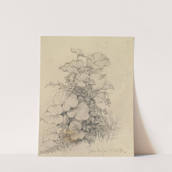 Pflanzenstudie XI (1858) by Ferdinand Keller