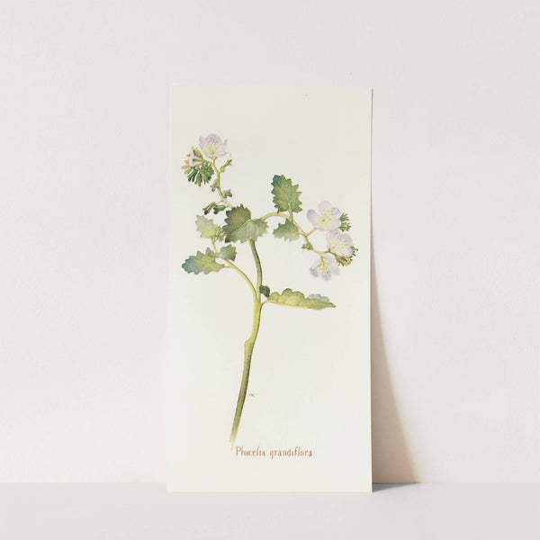 Phacelia grandiflora by Margaret Armstrong