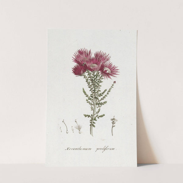 Phaenocoma prolifera by Hendrik Schwegman