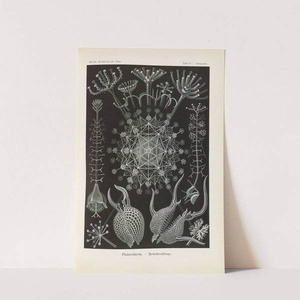 Phaeodaria. - Rohrstrahlinge 2 by Ernst Haeckel