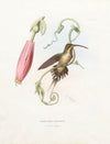 Phaetomis Enrynome (1874-1877)
