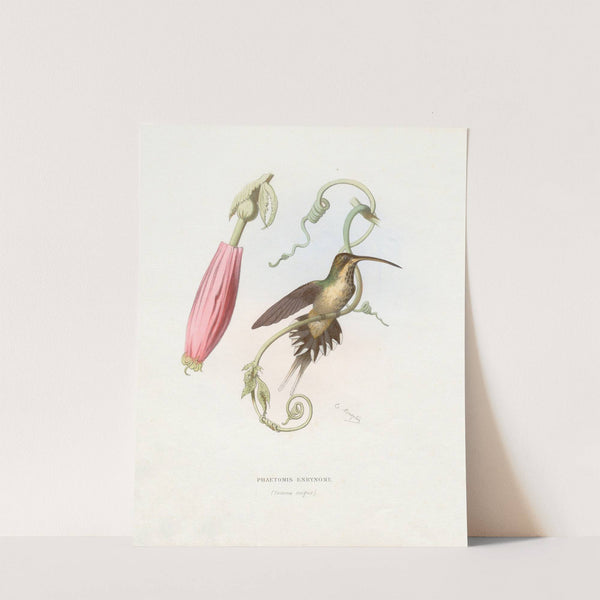 Phaetomis Enrynome (1874-1877) by Paul Eugène Mesplès