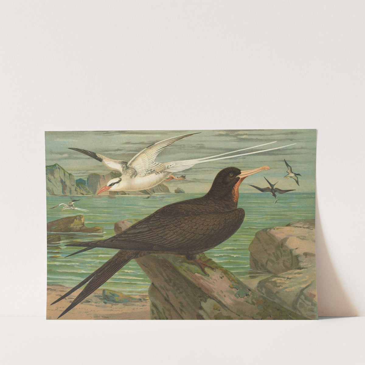 Phaeton aethereus, Fregata aquila by Johann Friedrich Naumann
