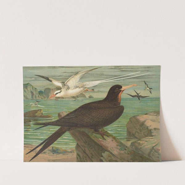 Phaeton aethereus, Fregata aquila by Johann Friedrich Naumann