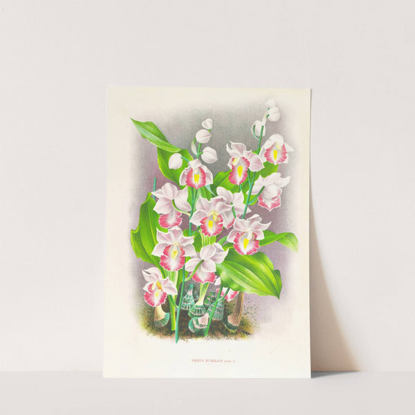 Phaius humbloti (1885-1906) by Jean Jules Linden