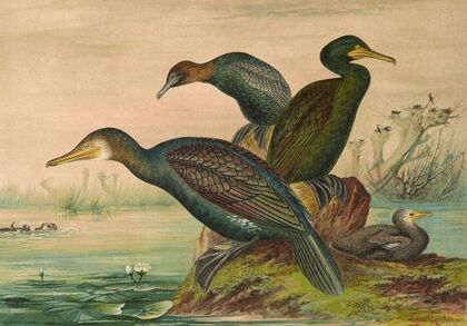 Phalacrocorax carbo, Phalacrocorax graculus, Phalacrocorax pygmaeus