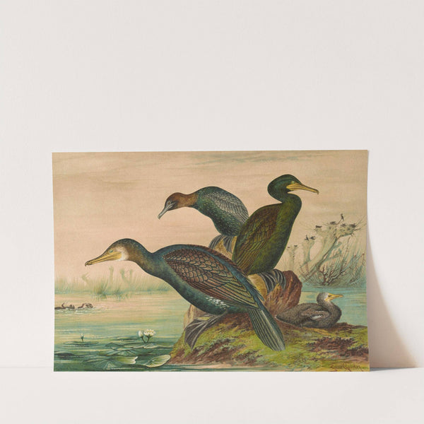 Phalacrocorax carbo, Phalacrocorax graculus, Phalacrocorax pygmaeus by Johann Friedrich Naumann