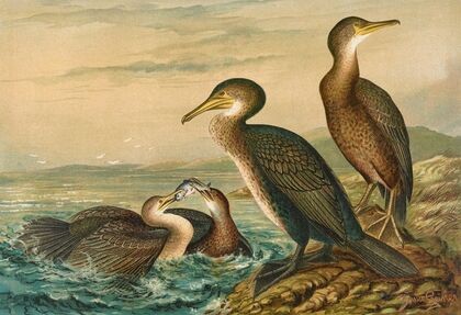 Phalacrocorax carbo, Phalacrocorax graculus, Phalacrocorax pygmaeus