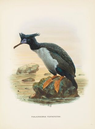 Phalacrocorax featherstoni