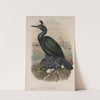 Phalacrocorax graculus. Crested Cormorant, or Shag. (1862-1873) by John Gould