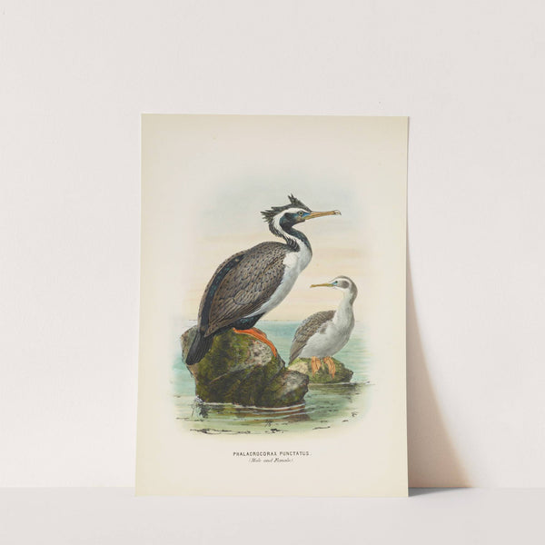 Phalacrocorax punctatus (Male and Female) by John Gerrard Keulemans