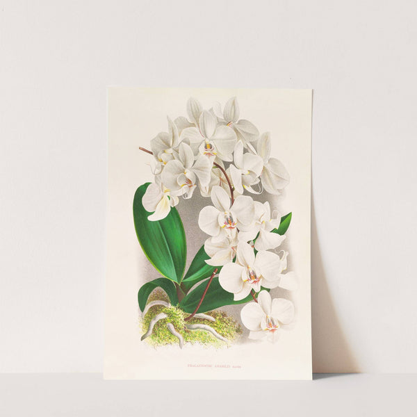 Phalaenopsis amabilis by Jean Jules Linden