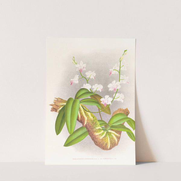 Phalaenopsis esmeralda var candidula by Jean Jules Linden