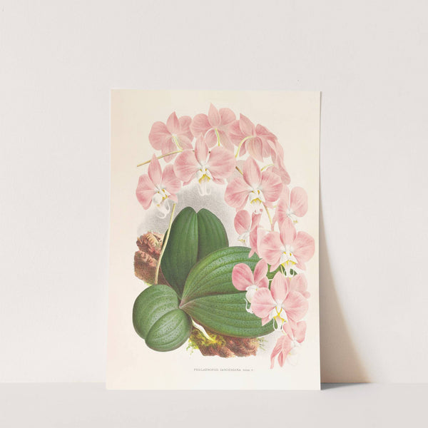 Phalaenopsis sanderiana by Jean Jules Linden