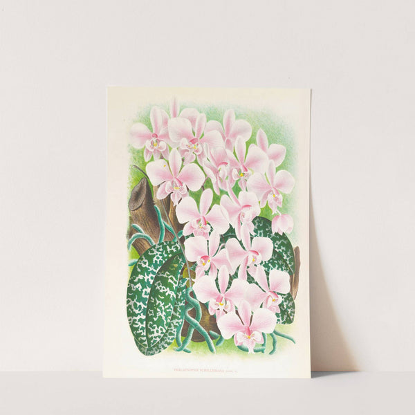 Phalaenopsis schilleriana by Jean Jules Linden