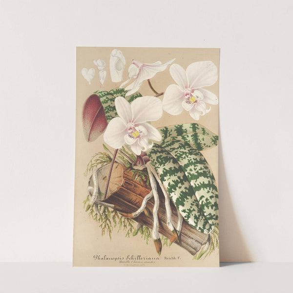 Phalænopsis Schilleriana by Charles Antoine Lemaire