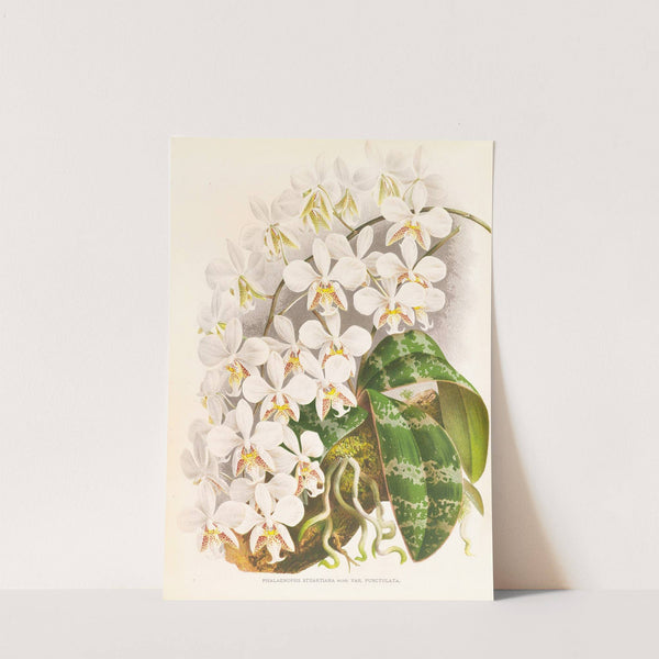 Phalaenopsis Stuartiana by Jean Jules Linden