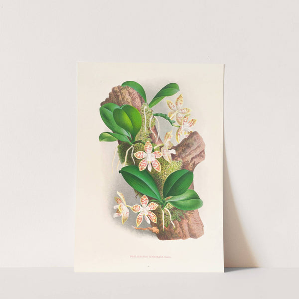 Phalaenopsis sumatrana by Jean Jules Linden