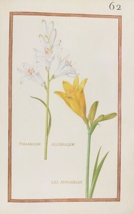 Phalangium allobrogum ; lili asphodelus (1624)