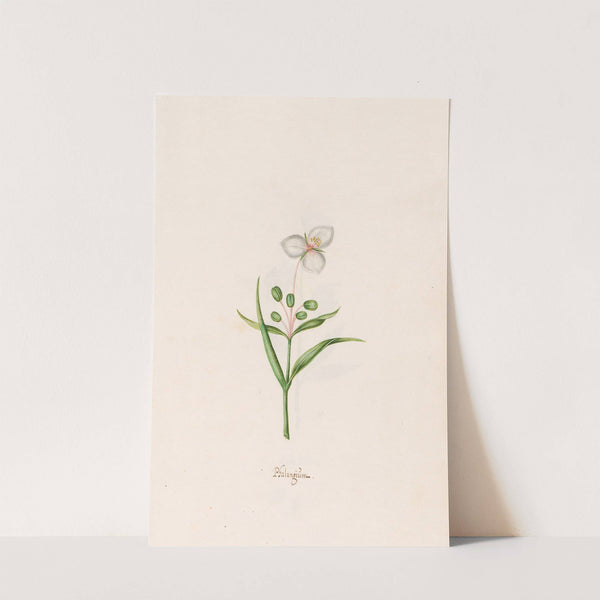 Phalangiüm (1692) by Magdelena Rosina Funck