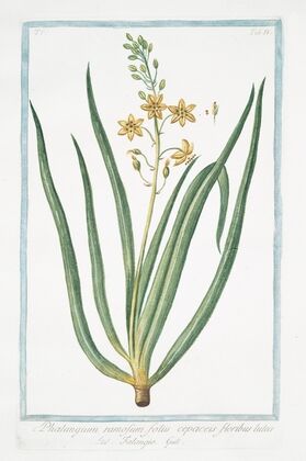 Phalangium ramosum, foliis cepaceis, floribus luteis – Falangio. (Branching Spider-wort)