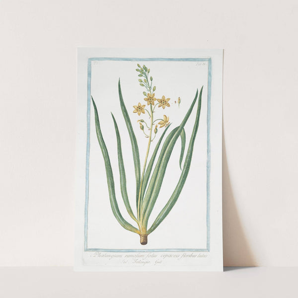 Phalangium ramosum, foliis cepaceis, floribus luteis - Falangio. (Branching Spider-wort) by Giorgio Bonelli