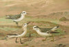 Phalaropus fulicarius, Phalaropus lobatus, Calidris arenaria