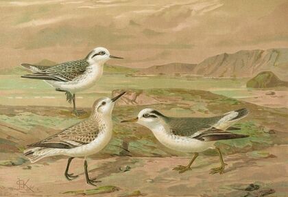 Phalaropus fulicarius, Phalaropus lobatus, Calidris arenaria