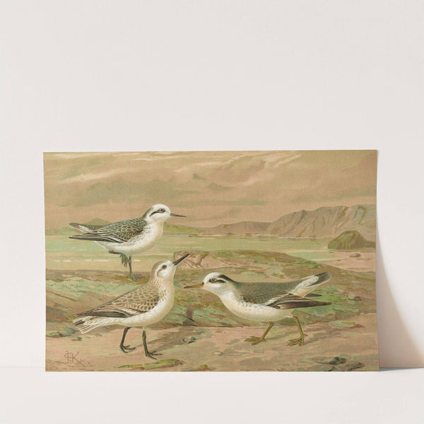 Phalaropus fulicarius, Phalaropus lobatus, Calidris arenaria by Johann Friedrich Naumann