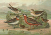 Phalaropus fulicarius, Phalaropus lobatus