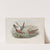 Phalaropus fulicarius. Summer plumage. Grey Phalarope (summer plumage). (1862-1873) by John Gould