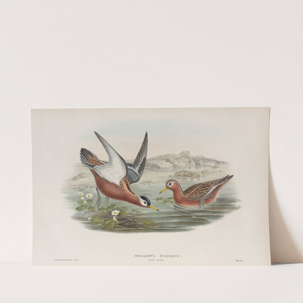 Phalaropus fulicarius. Summer plumage. Grey Phalarope (summer plumage). (1862-1873) by John Gould